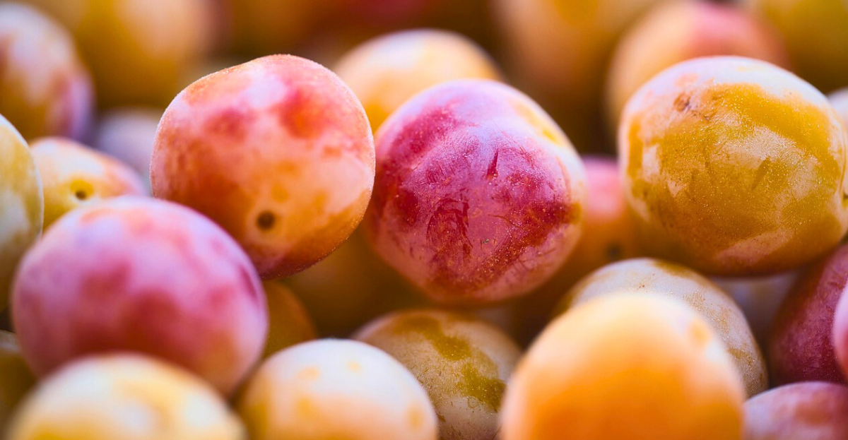 Wild Plums